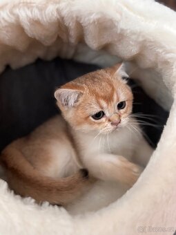 Britské kotě zlatá činčila s PP - 5