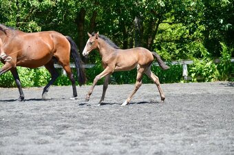Lusitano klisna nar. 5/2024 - 5