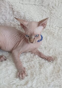 Kanadský Sphynx - 5