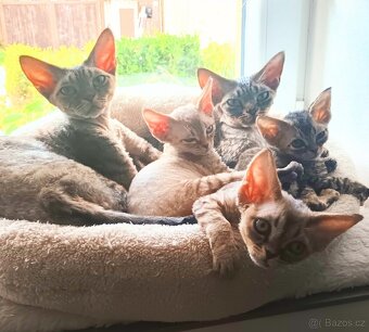 Devon rex - 5