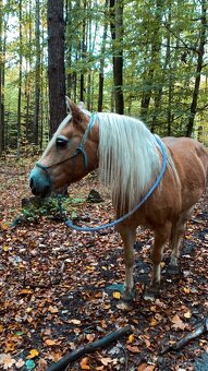 Hafling pro začátečníka - 5