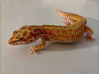Gekončík noční 1.1  White&Yellow Fire Tangerine Raptor - 5