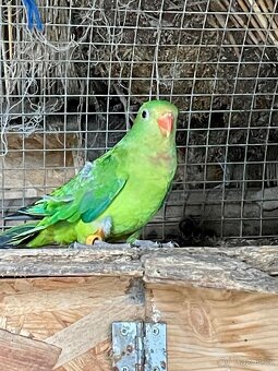 Papoušek Nádherný samice a samec - 5