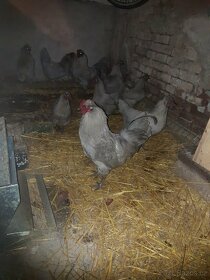 Kuřata vajíčka Araukana - 5