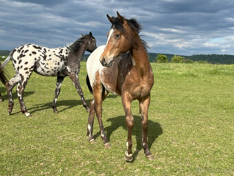 Roční klisna Appaloosa - 5