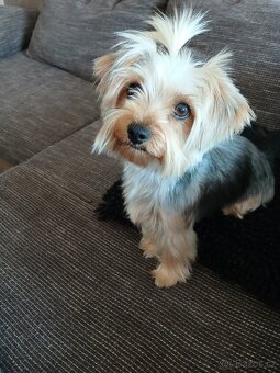 Prodám štěňátka Yorkshire terrier bez pp - 5
