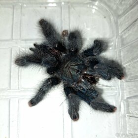 Avicularia aj. - 5