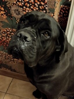 Cane Corso - 5