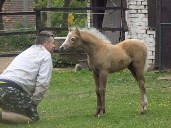 Prodám 2 letou welsh mountain pony - 5