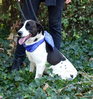 AKTY K ADOPCI - 6,5 ROKU,AKTIVNÍ,HRAVÝ,KAMARÁDSKÝ - 5