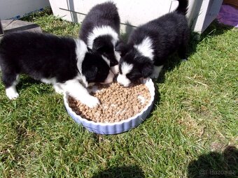 Border kolie / collie štěňata s PP (FCI) - 5