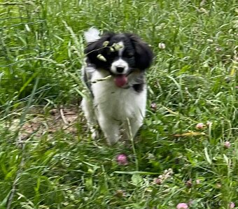 Miniaturní kontinentální španěl s PP, phalene, ne papillon - 5