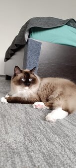 Ragdoll čistokrevná koťata bez papírů - 5