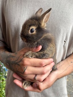 ♥️zakrslý králík samička ….. již k odběru - 5