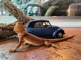 AGAMA VOUSATÁ POGONA VITTICEPS NA PRODEJ - 5