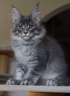 Mainská mývalí koťátka s PP - 5