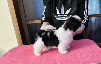 shih tzu s PP FCI - 5
