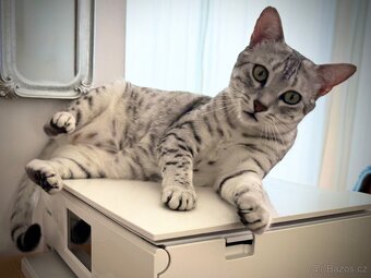 Egyptská Mau - kočička s rodokmenem - 5