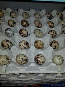 Nasadova vejce krepelci - 5