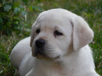 Štěňátka labradorský retriever s PP - labrador s PP - 5
