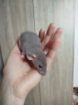 Potkan dumbo - 5