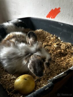 🐰✨ Roztomilý zakrslý beránek - 5