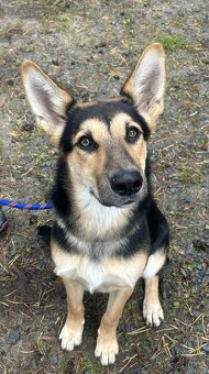 ABBIE K ADOPCI - malá NO úžasňačka, nejde se nezamilovat:) - 5