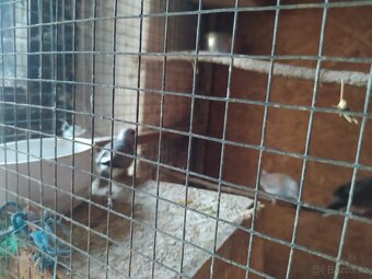 Holoubek diamantový - 5