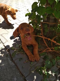 Maďarský ohař - hledáme nový domov - 5