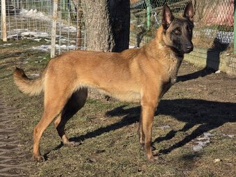 Roční Fenka Malinois - 5