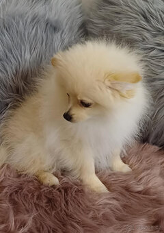 Pes pomeranian x trpasličí špic - 5