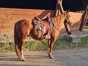 QH valach na predaj - 5