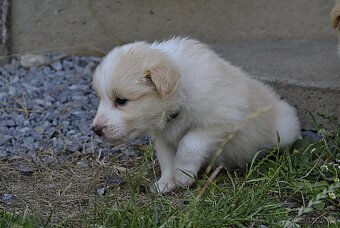 Border kolie s PP. - 5
