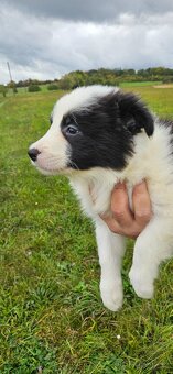 Border kolie s PP - 5