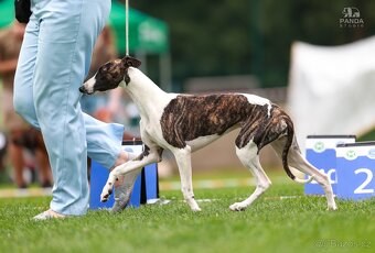 Chart angielski whippet FCI - 5