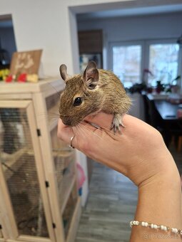 Osmák degu - 5