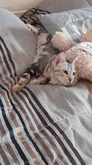 Bengálský kocourek - 5