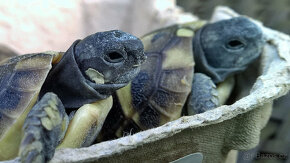 želva zelenavá - odrostlá mláďata z léta 2023 - 5