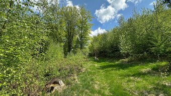 Prodej, lesní pozemek, 32.970 m2, Stolín, Náchod - 5