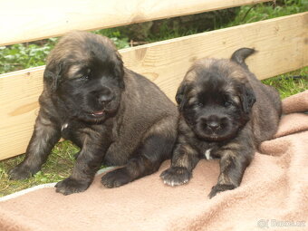 Leonberger - štěňata s PP - 5
