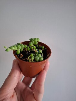 Starček - Senecio rowleyanus - 5