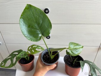 Monstera Monkey, Deliciosa, Minima - 5