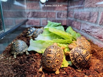 Suchozemská želva pardálí - Stigmochelys pardalis babcocki - 5
