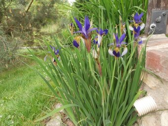 Odolné přebytky ze zahrady - 5