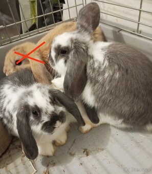 Zakrslý beránek králíček - 5