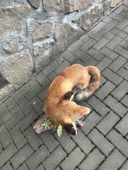 Liška - preparace, vycpanina - 5