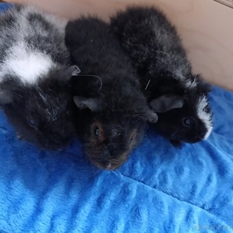 Morče US Teddy / morčata 2x samec 1x samička - 5