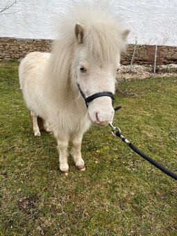 Minihorse klisna - 5