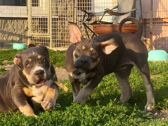 American Bully XL / XXL Blue Tricolor - 5