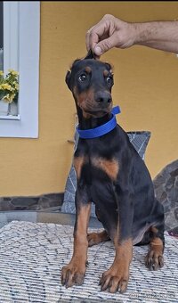 Doberman šteniatka FCI S PP - 5